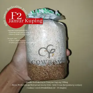 Bibit Jamur F2 jamur kuping media serbuk campur jagung giling cowboy Mushroom