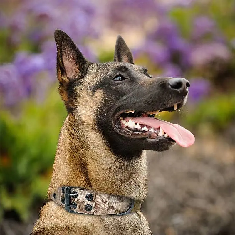 Medium and large dog leash dog collar to prevent impact large dog collar golden retriever neck collar to prevent breaking free of the leash collar