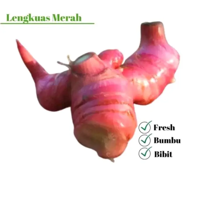 Lengkulas merah / Laos presh 1kg bumbu rempah bibit