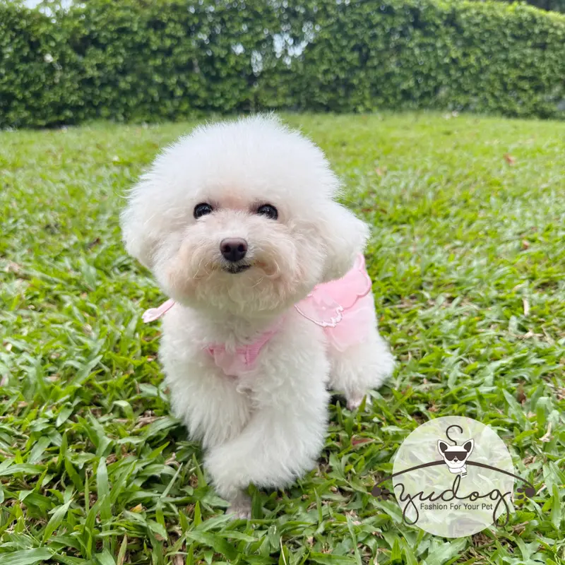Đầm bông hoa thiết kế cho chó mèo - quần áo thời trang thú cưng chó mèo yudog 2