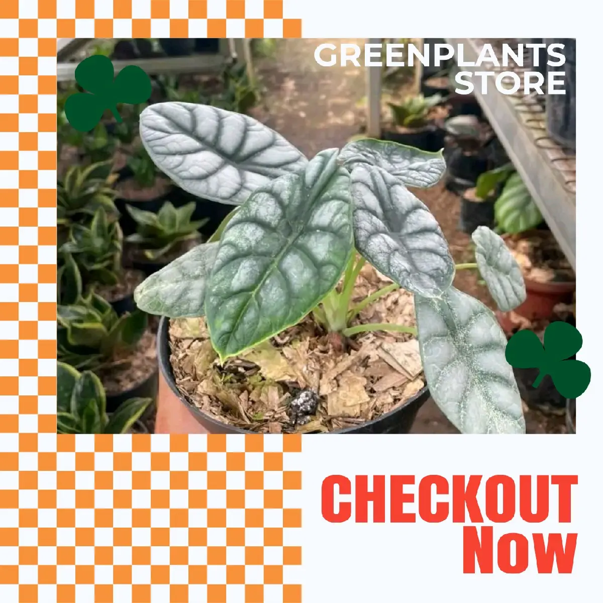 Dekorasi tanaman Artificial Alocasia Silver - Siap Kirim Tanaman hias