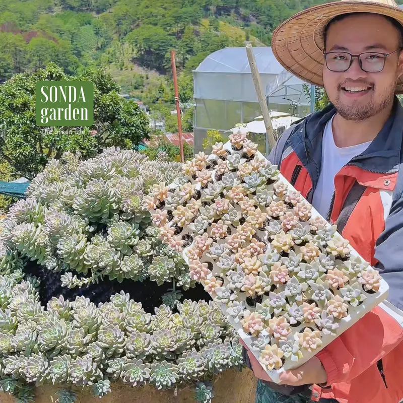 Sen đá pink gem mini 40 cây tặng kèm 1kg đất và 20 lá mầm sen đá khác loại SONDA garden 1