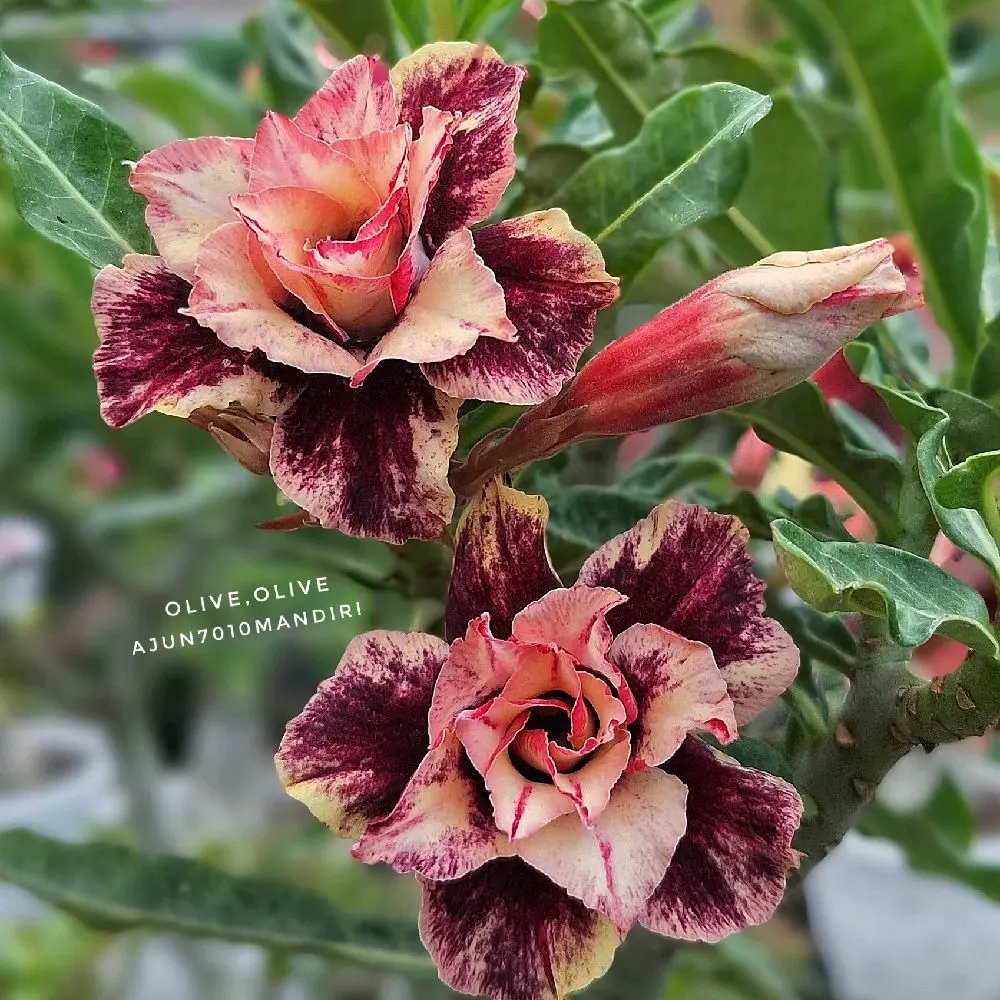 (id  olive)Bibit Tanaman adenium bunga tumpuk id olive -dengan pot dan media