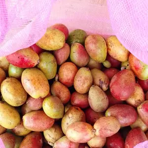 Matoa fres baru petik rasa manis legit perpaduan klenkeng rambutan durian