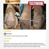 Gambar Amitraz Kutu Kulit Scabies Demodeks Jamur Anjing Kucing - Amitraz dari Caesar JacO Kota Administrasi Jakarta Barat 5 Tokopedia