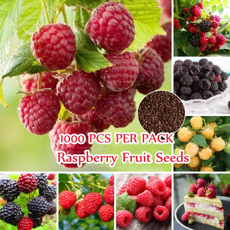 [Quick Delivery] 100% Original Magcial Raspberry Seeds for Planting (1000 Seeds Per Bag) Fruit Seeds Red Yellow Black Raspberry Seeds for Home & Garden Decoration Ornamental Plants for Sale Vegetable Plant High Germination Rate Easy To Grow In Singapore