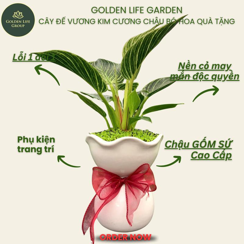  Cây Trầu Bà Đế Vương Kim Cương cây Ruby Hồng chậu bó hoa dùng làm Quà Tặng các dịp quan trọng. Chậu gốm sứ cao cấp. Giao mẫu ngẫu nhiên. Decor nhà văn phòng cửa hàng. Cây phong thuỷ để bàn. Cây phong thuỷ mini. Quà tặng ý nghĩa 