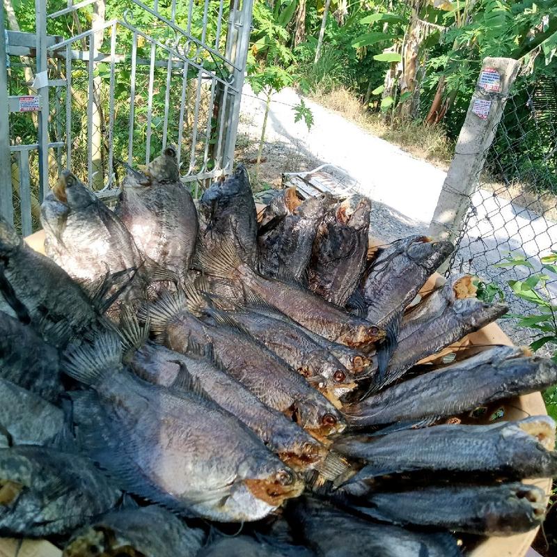 1 kg  / 2  tui food  hàng (từ 18_ 20 con )khô   cá sặc rắn khô   ,hành  lạc  vừa ăn chiên nướng ăn cơm  hay chế biến những món ăn khác  rất ngon,  thơm và béo ,thích hộp cho người già va trẻ e  ăn  ngon