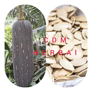 jua bibit biji labu panjang 40 biji rasanya enak legit benih kacang