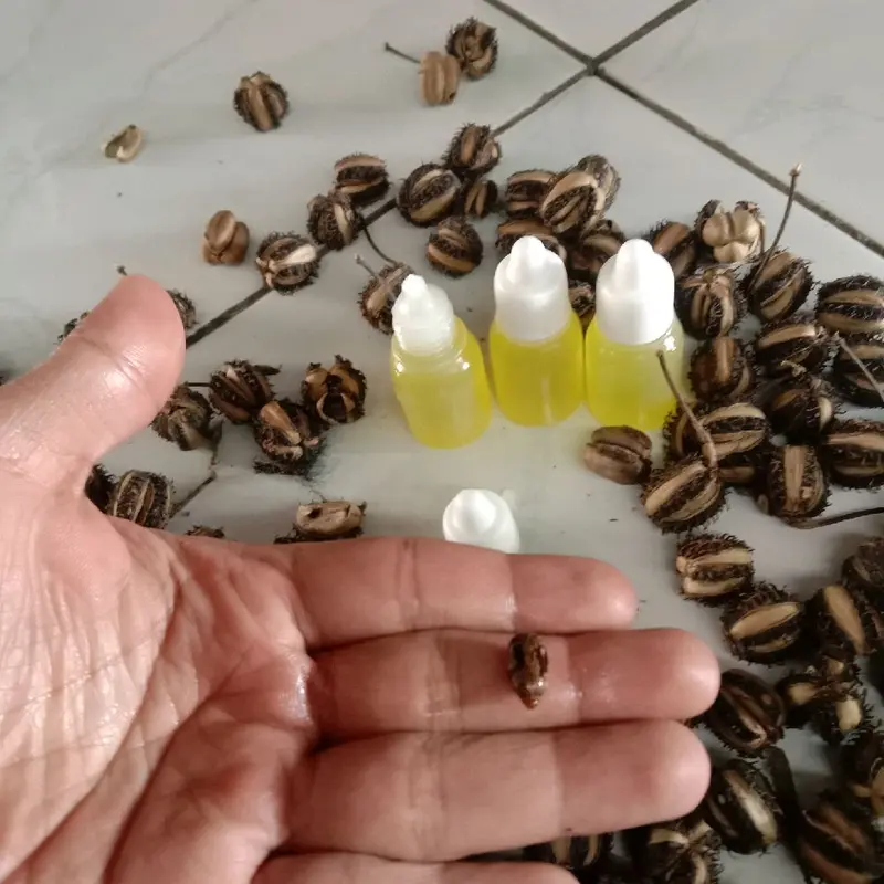 Minyak Buah Kaliki Original Hasil Perasan Dari Buah Kaliki - Minyak untuk aduan muncang/kemiri 1