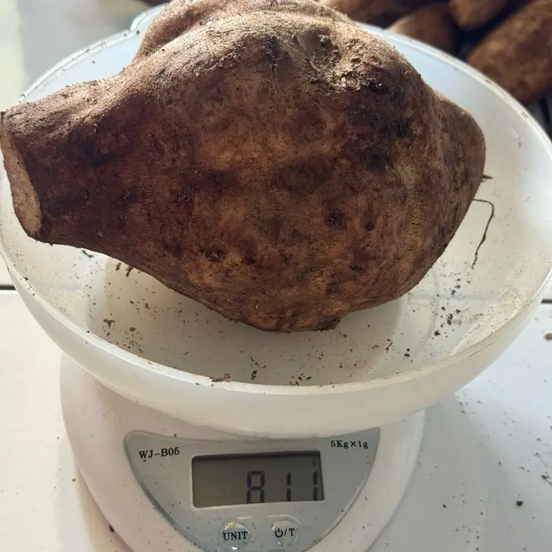 Ubi Yacon Asli Wonosobo SUPER (stok terbatas) 3