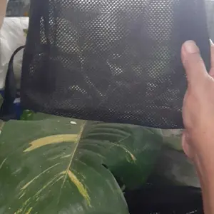 Tas Pouch Kosmetik multifungsi Tas jaring kotak Organizer Bawaan Make-up Real pict