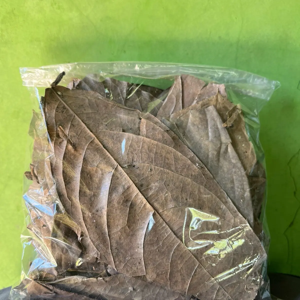 Daun kepel kering 50gr - 100gram