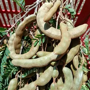 asam jawa muda fresh asem seger