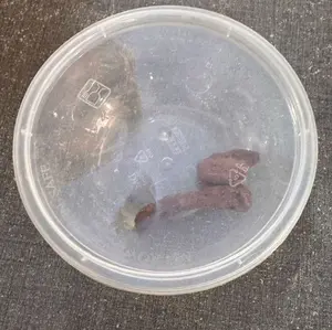 asam sunti aceh/asam thoe