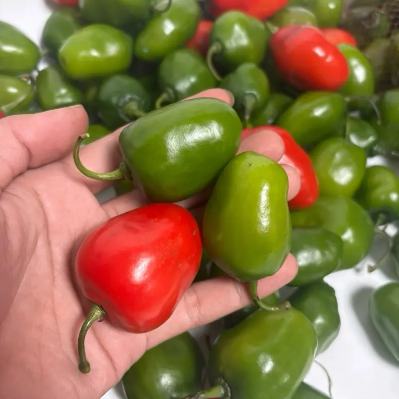 spesial caramel x Afresh cabe gendot segar 4