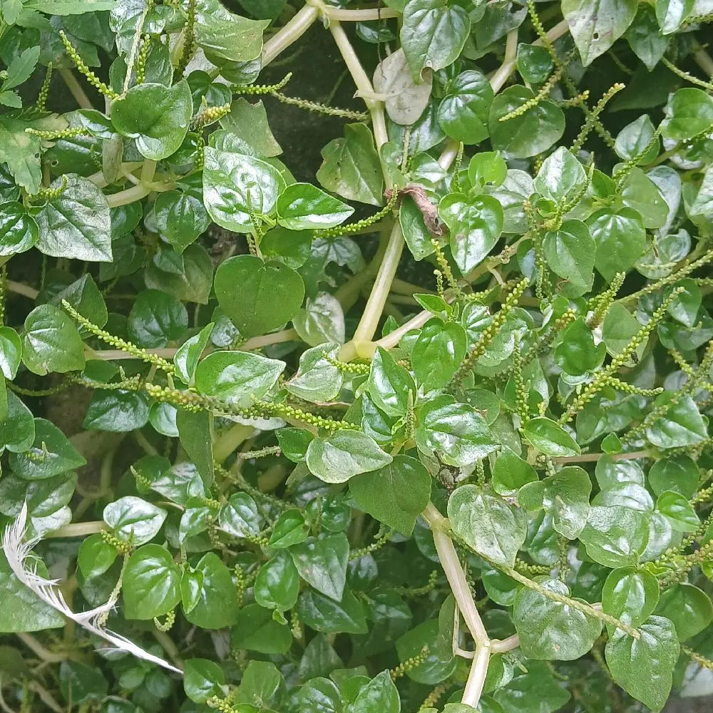 Daun sirih cina /herbal Air