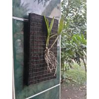 Gambar Pot Anggrek Ijuk Aren Hitam Fullpot Papan Tempel - 12x22cm dari Omah Pot Kebumen Kab. Kebumen 5 Tokopedia
