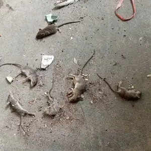 RatKiller 50g Racun Tikus Ampuh Mati Kering Tanpa Bau  Umpan Pembasmi Tikus