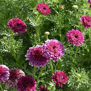 Benih Biji Bunga Krisan Mudah Tumbuh Benih Biji Unggulan Berkualitas