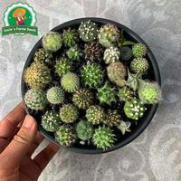 Gambar 6 Biji Kaktus Acak Untuk Menanam Bunga, Benih Kaktus Langka Untuk Berkebun, Benih Bonsai Berkebun, Bibit Bonsai, Menanam Bunga, Dekorasi Taman Luar Ruangan Random Cactus Seeds - 2 Bungkus  dari Benih Pilihan Alam Kota Administrasi Jakarta Pusat 5 Tokopedia