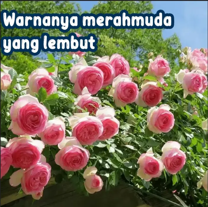 Biji Mawar untuk Dekorasi Taman Pinggir Jalan 3