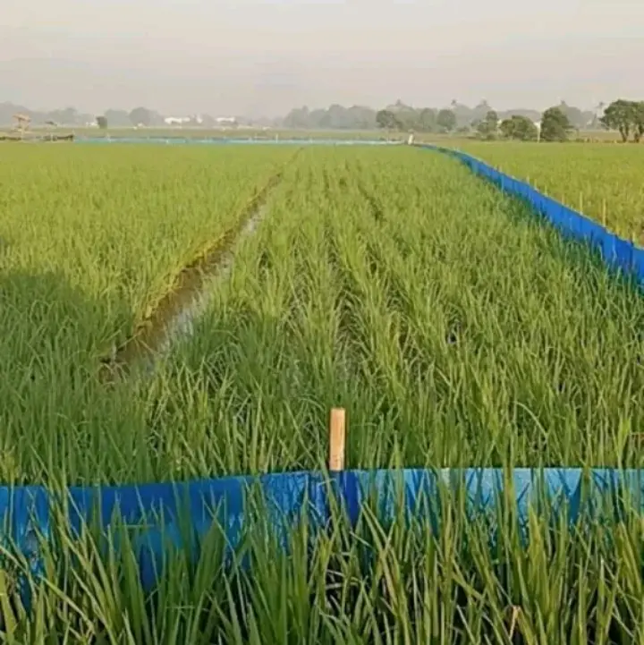 plasti pagar sawah tebal 0.22 panjang 90 meter lebar 60 cm 1