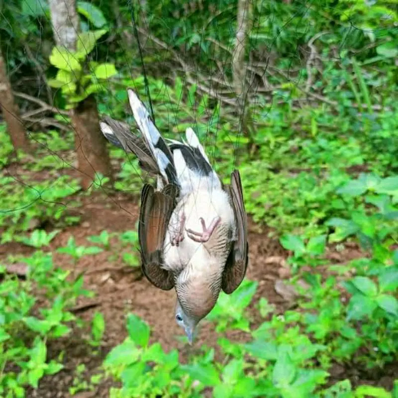 jaring burung perkutut/jaring segala jenis jaring/jaring burung/jaring burung siap pasang