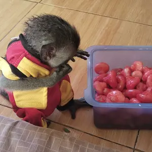 BAJU TERAPI BELAJAR JALAN BERDIRI UTK MONYET. BACA DULU DISKRIPSI NYA.SCROL KE BAWAH