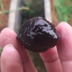 Muncang Kemiri Jenis Aduan Yanti incu MD Si kecil Matil