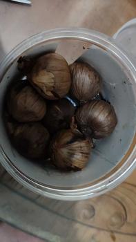 Product Review of Black Garlic Tunggal Manika 250g Bawang Hitam Lanang Kualitas Premium from I**a 1