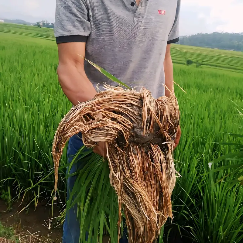 (4Kg )PADI SIMBOK MENTES Premium Original BERGARANSI 1