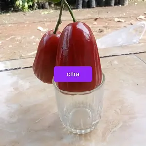 Citra Bibit Jambu Air Citra dan MDH Batang Jumbo Perbanyak Cangkok 2in1 Grean Giant & Citra Jumbo Ideal untuk Perbanyak Okulasi