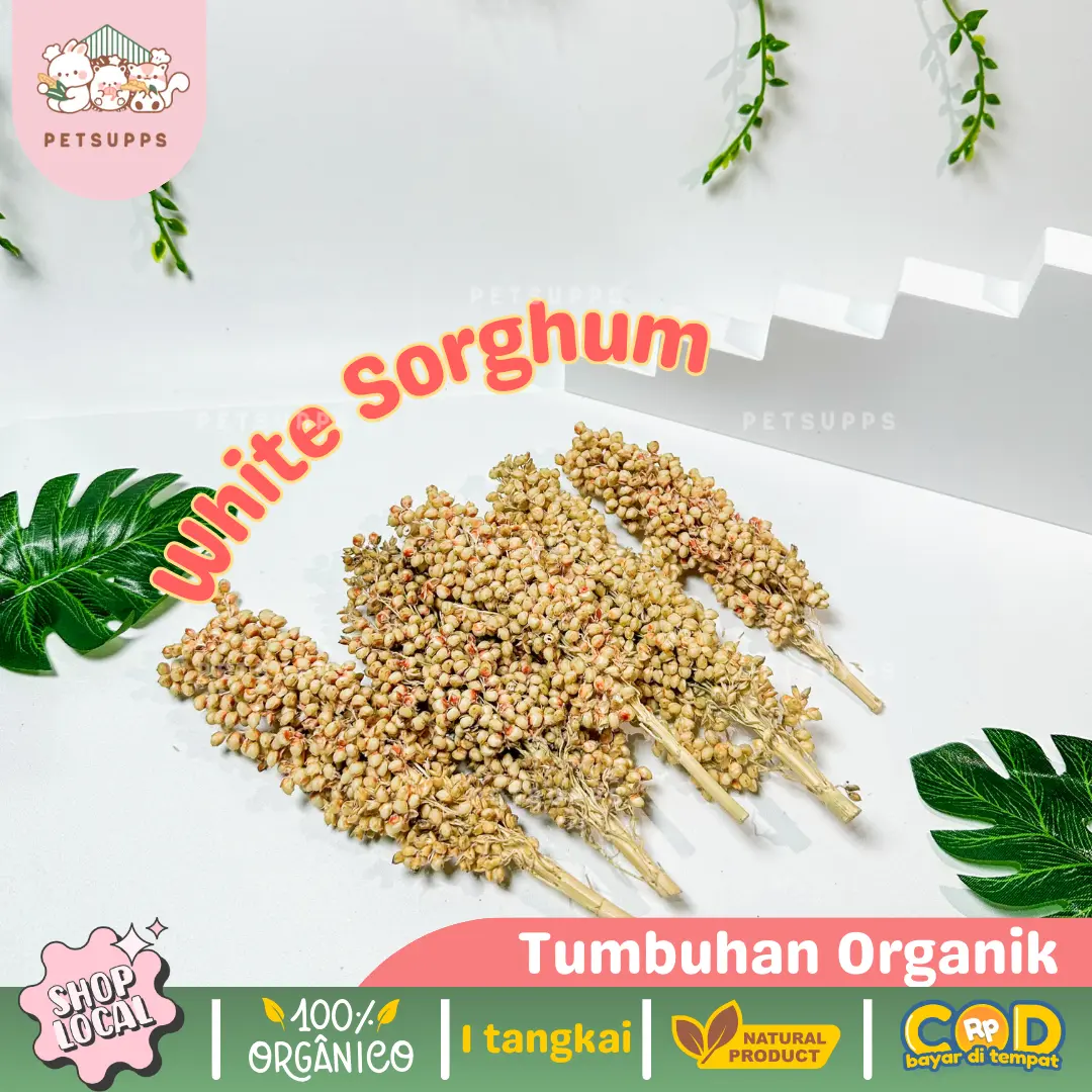 Sorghum sprays 100gr | sorghum foxtail | snack hamster | sorgum