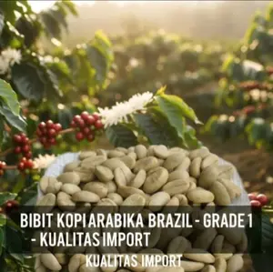 promo besar stok terbatas 3000 bibit biji kopi arabika brazil kualitas unggul buah lebat kuncup hijou 12.12 terbaik