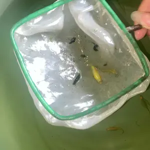 Paket Hemat Dekoransi Rumah warna mix warna Dani00 Slayeeer isi 10pcs