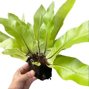 Tanaman Hias Kadaka Tempel Harga Murah Meriah Lengkap Cantolan Dan Papan Pakis