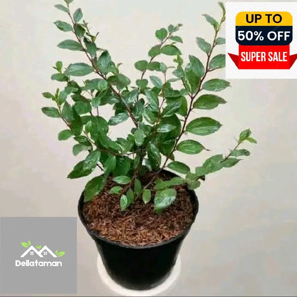 tanaman bidara arab asli herbal bidara arab 30/50 cm