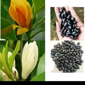 pot untuk tanaman kantil gading