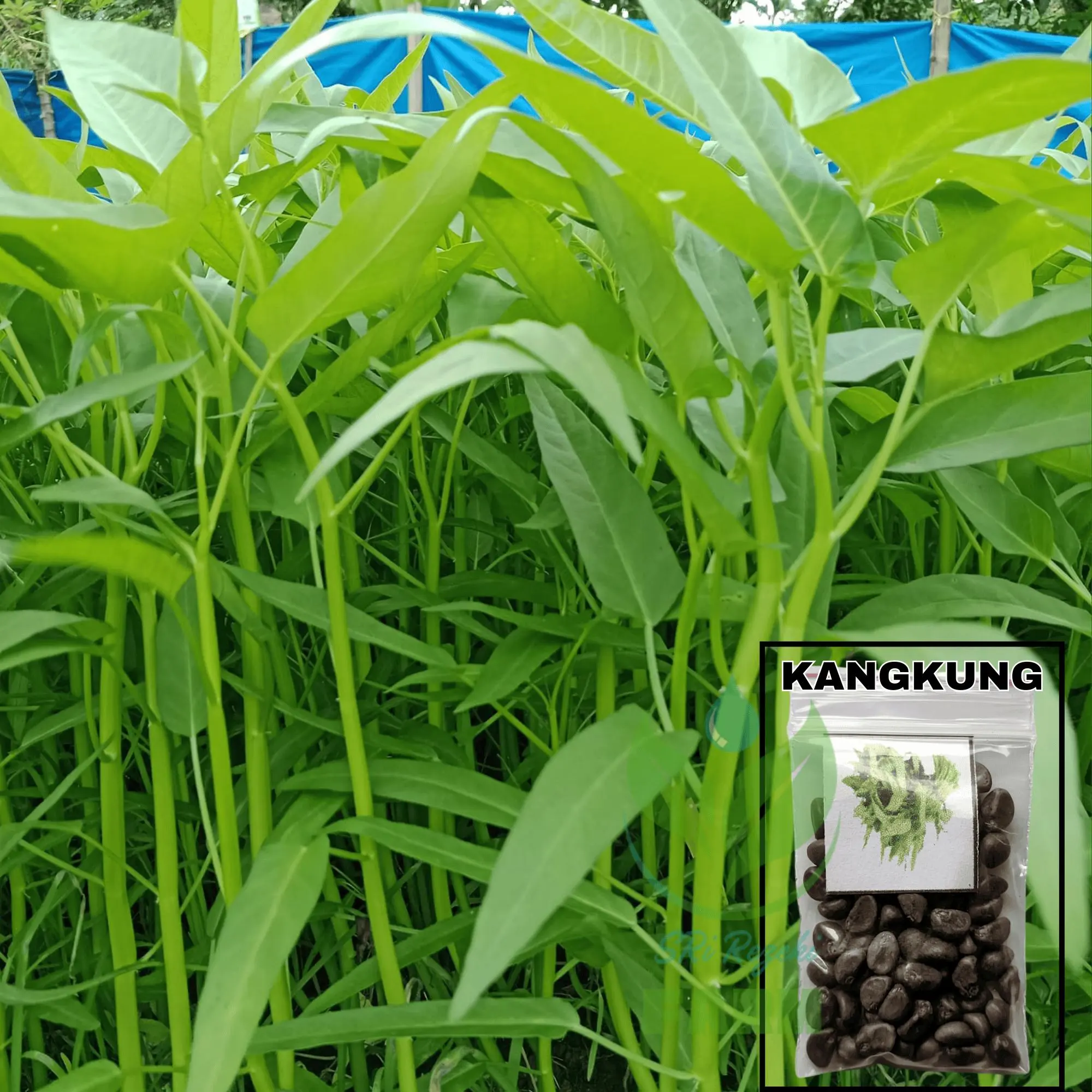 BIG SALE - 50 Bibit / benih / biji kangkung darat - kangkung bangko - bibit sayurk Pak Tani Kacang Pupuk Sawi pohon  kangkung