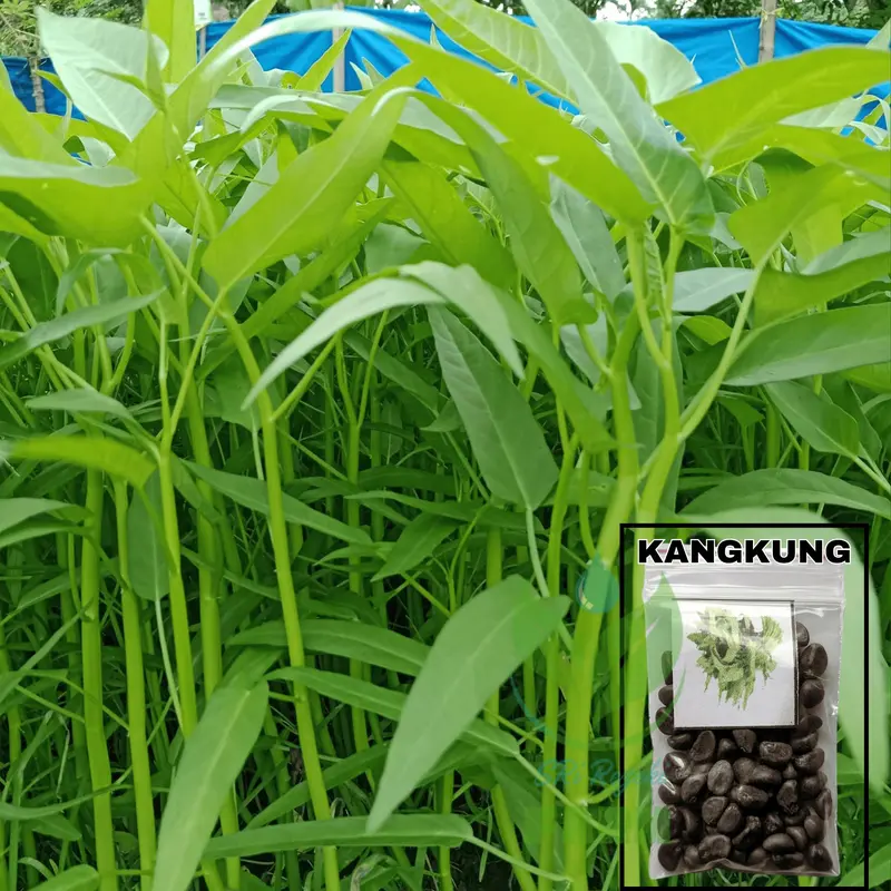 BIG SALE - 50 Bibit / benih / biji kangkung darat - kangkung bangko - bibit sayurk Pak Tani Kacang Pupuk Sawi pohon  kangkung 0