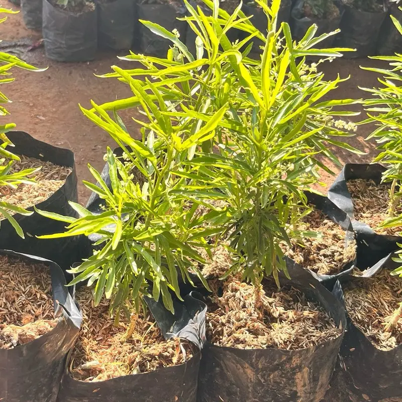 Tanaman Zodiak Pengusir Nyamuk Alami Harum dengan Daun Hijau Segar dan Aroma Menyenangkan