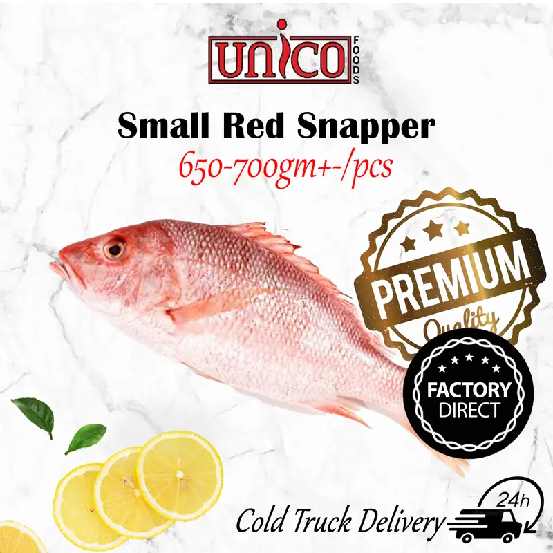 Fresh Small Red Snapper (650-700gm+-/pcs) - TikTok Shop Singapore