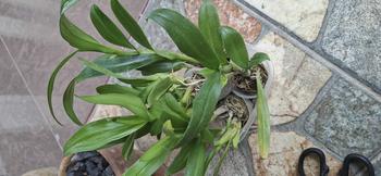 Product Review of RIEKE ARTIFICIAL PLANT ANGREK CATTY 6 PCS - KUALITAS TERJAMIN ESTETIK from S**i 0