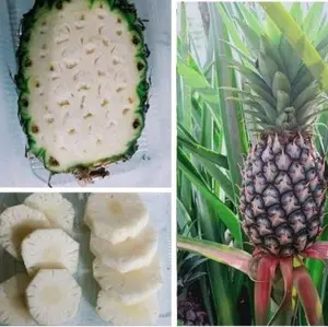 nanas muda  ll pelncar haid terbukti ampuh