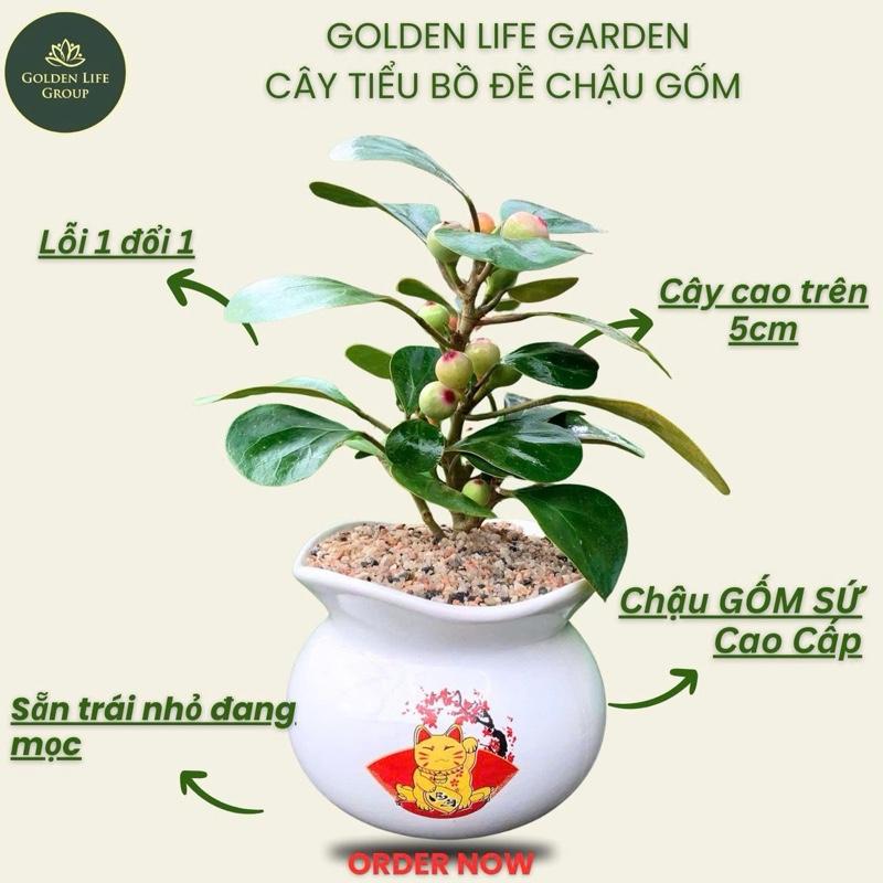  Cây Tiểu Bồ Đề Decor bàn trà Sung Cảnh Chậu Gốm Sứ - Giao Chậu Ngẫu Nhiên Trang Trí Nhà Văn Phòng Cửa Hàng ,Cây Sung Cảnh Golden Life cây tiểu bồ đề 