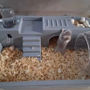 box packing hamster winter
