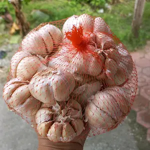 BAWANG PUTIH SINCO KUALITAS BAGUS