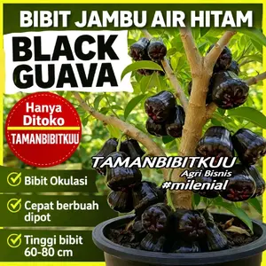 BELI 1 GRATIS 1 Bibit Tanaman Jambu Air Hitam Black Guava Okulasi Cepat Berbuah Siap Ditanam Dipot
