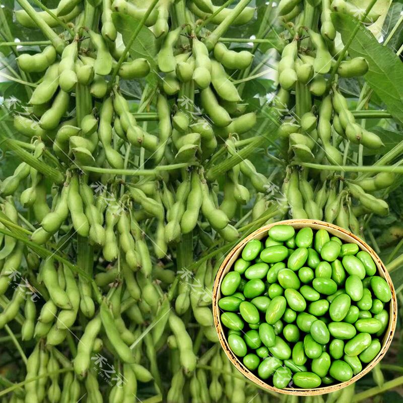 Product Introduction of [High Germination] Edamame Seed Vegetable Seeds for Planting (50 Seeds/Pack) High Yield Vegetable Seed Organic Vegetables Seeds for Gardening Bonsai Plant Seeds Fresh Vegetables Growing Seeds Easy To Grow Singapore Potted Live Plants Microgreens Seeds 2